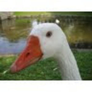 Meet your Posher, Paul